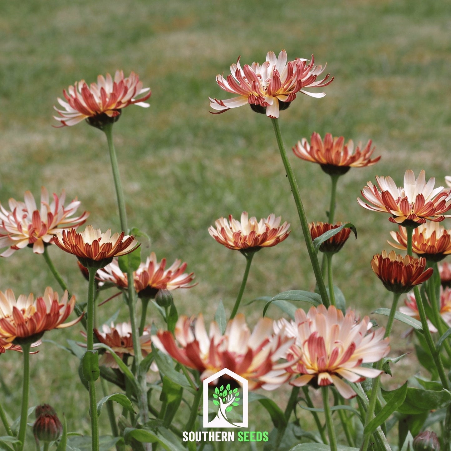 Sunset Buff Calendula – 50 Seeds - - Seeds