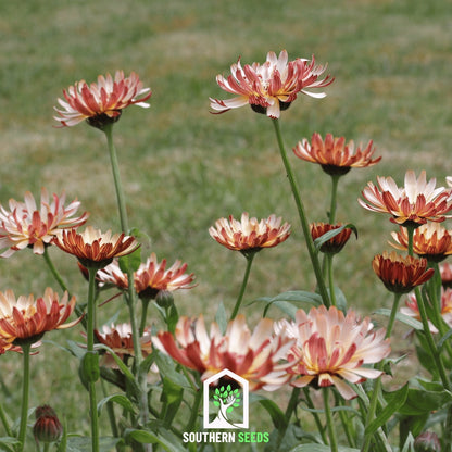 Sunset Buff Calendula – 50 Seeds - - Seeds