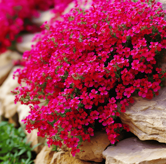 Cascade Red Rockcress – 50 Seeds - - Seeds