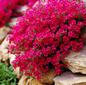 Cascade Red Rockcress – 50 Seeds - - Seeds