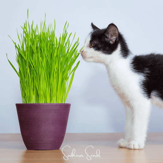 Cat Grass – 50 Seeds - - Seeds