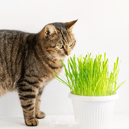Cat Grass – 50 Seeds - - Seeds