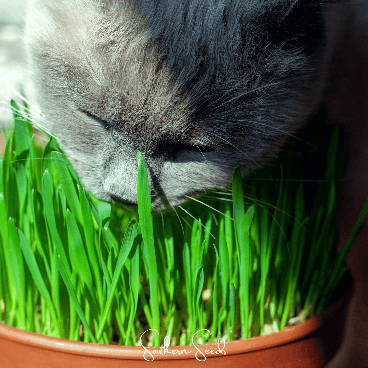 Cat Grass – 50 Seeds - - Seeds