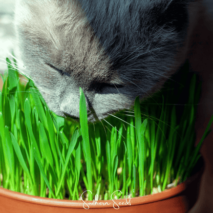Cat Grass – 50 Seeds - - Seeds