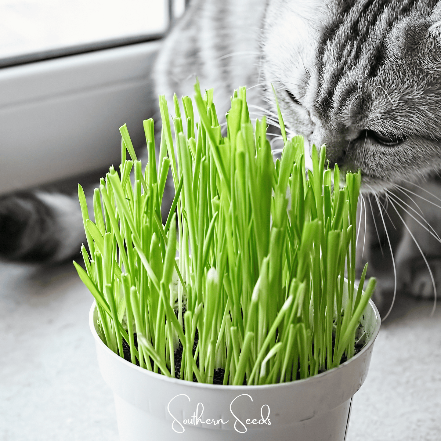 Cat Grass – 50 Seeds - - Seeds