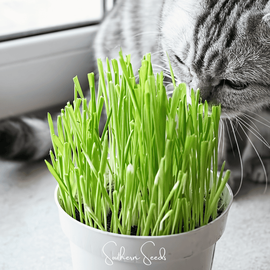 Cat Grass – 50 Seeds - - Seeds