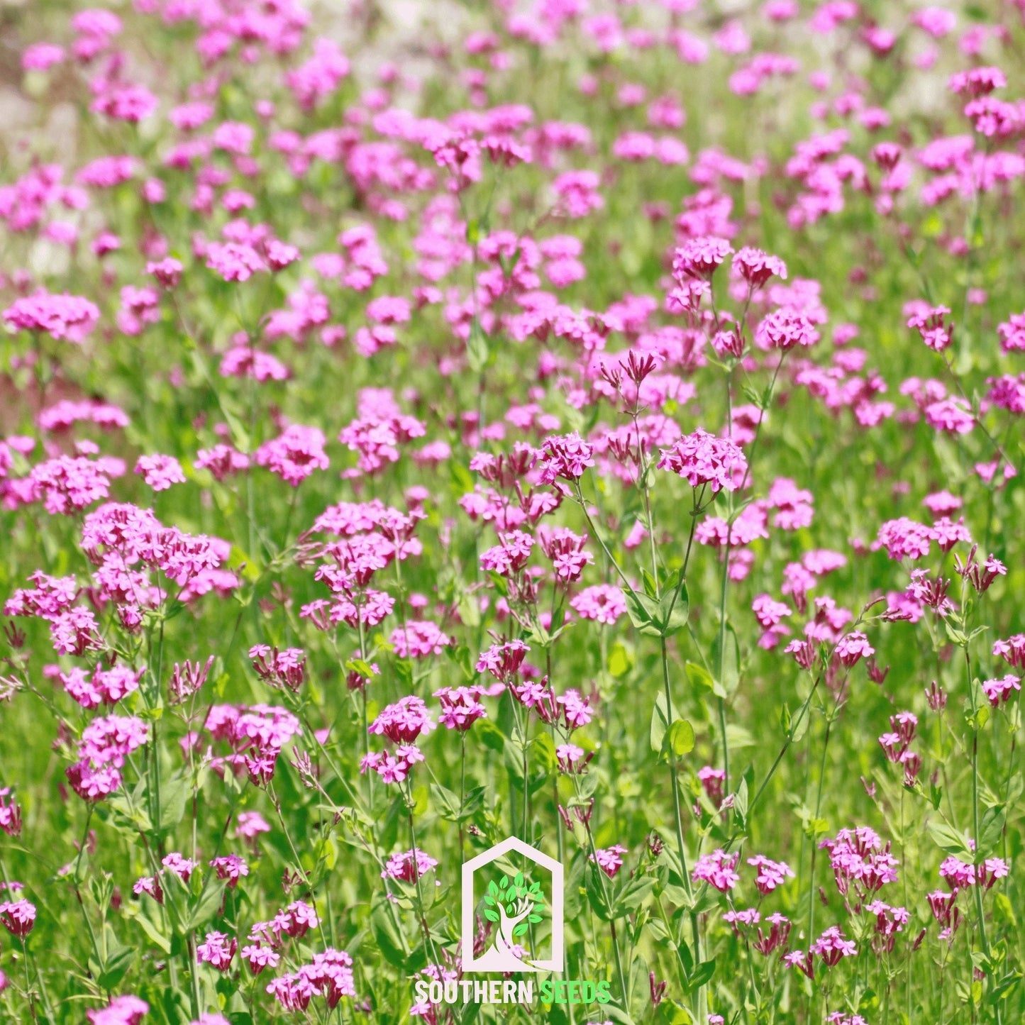 None So Pretty Catchfly – 250 Seeds - - Seeds