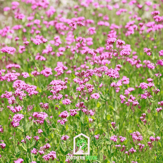 None So Pretty Catchfly – 250 Seeds - - Seeds