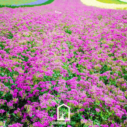 None So Pretty Catchfly – 250 Seeds - - Seeds