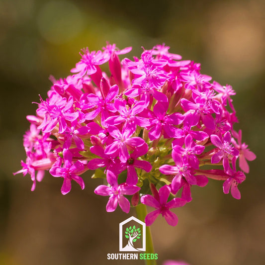 None So Pretty Catchfly – 250 Seeds - - Seeds