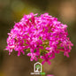 None So Pretty Catchfly – 250 Seeds - - Seeds