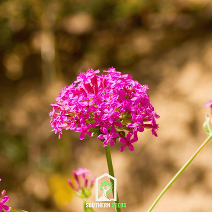 None So Pretty Catchfly – 250 Seeds - - Seeds