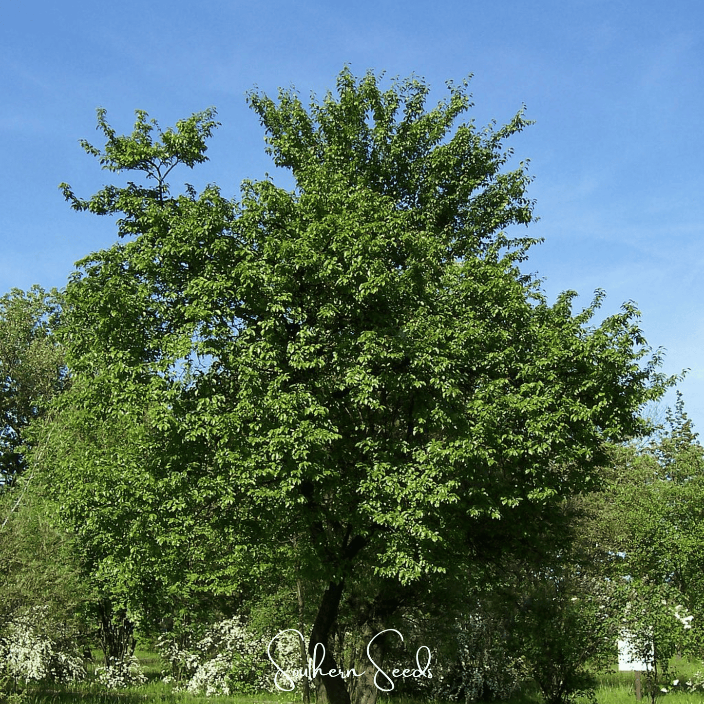 Cherry Plum Tree – 5 Seeds - - Seeds