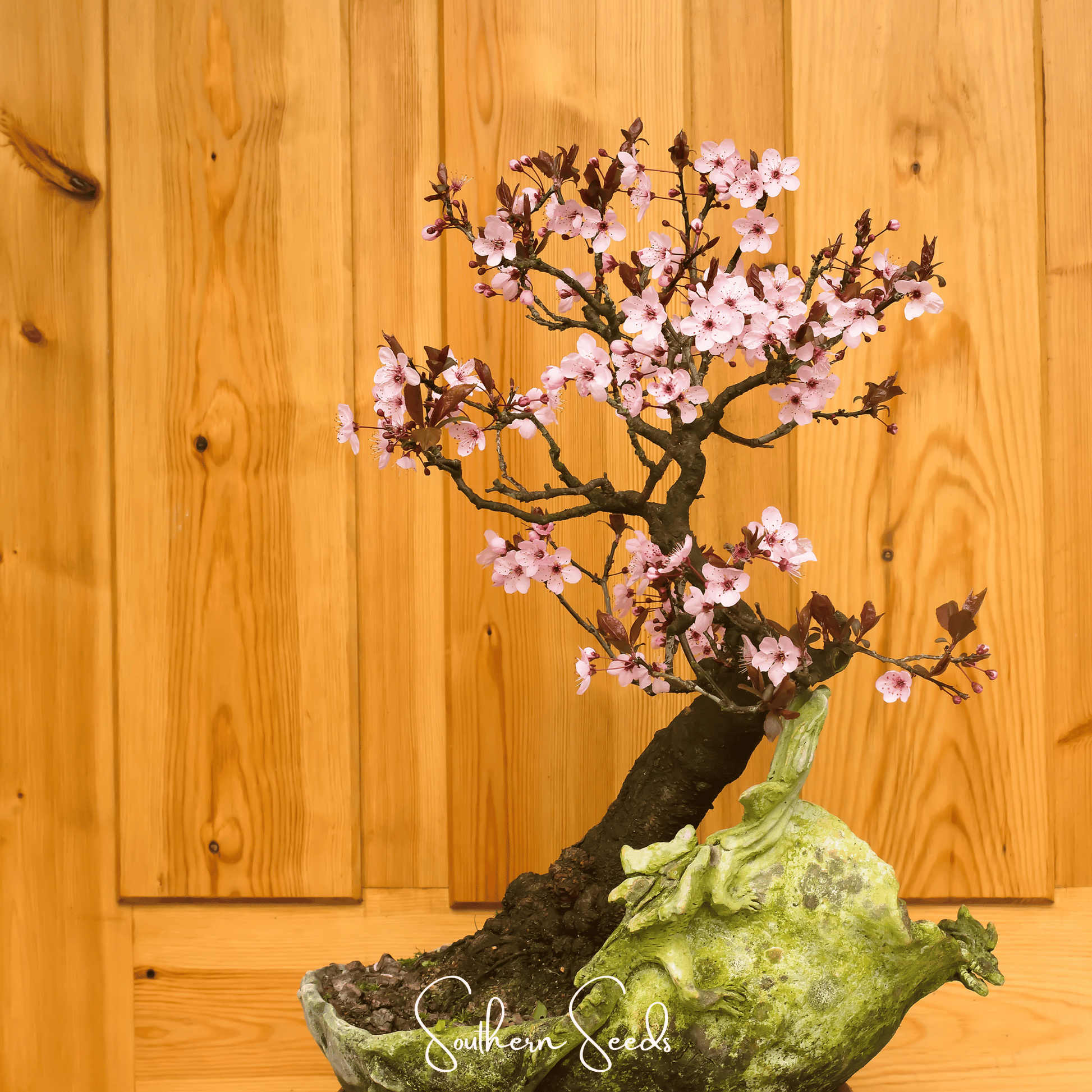 Cherry Plum Tree – 5 Seeds - - Seeds