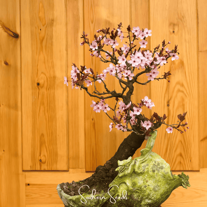 Cherry Plum Tree – 5 Seeds - - Seeds