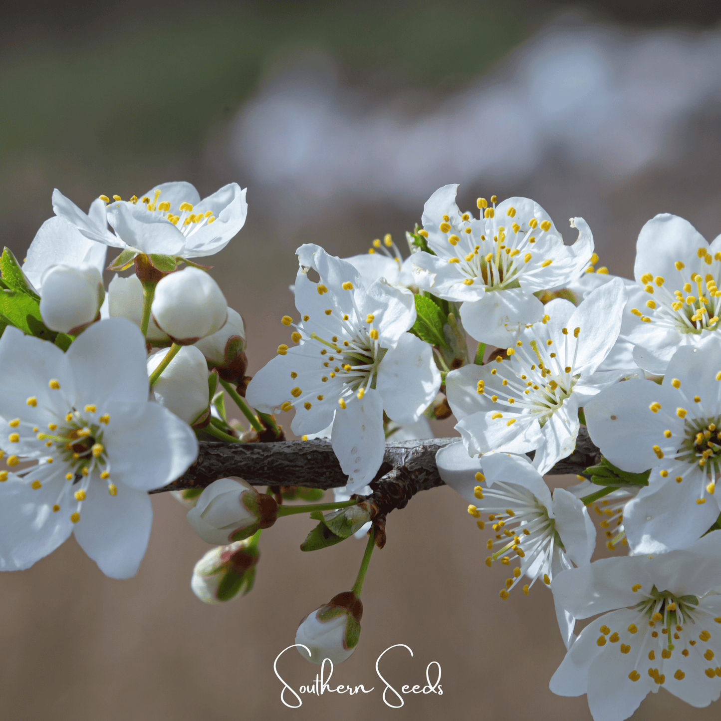 Cherry Plum Tree – 5 Seeds - - Seeds