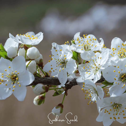 Cherry Plum Tree – 5 Seeds - - Seeds