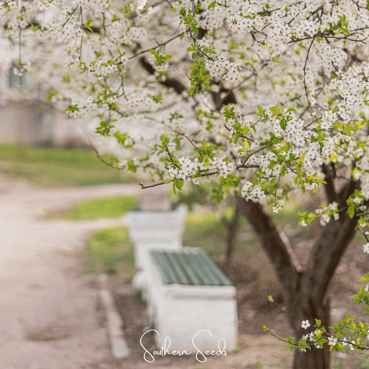 Cherry Plum Tree – 5 Seeds - - Seeds