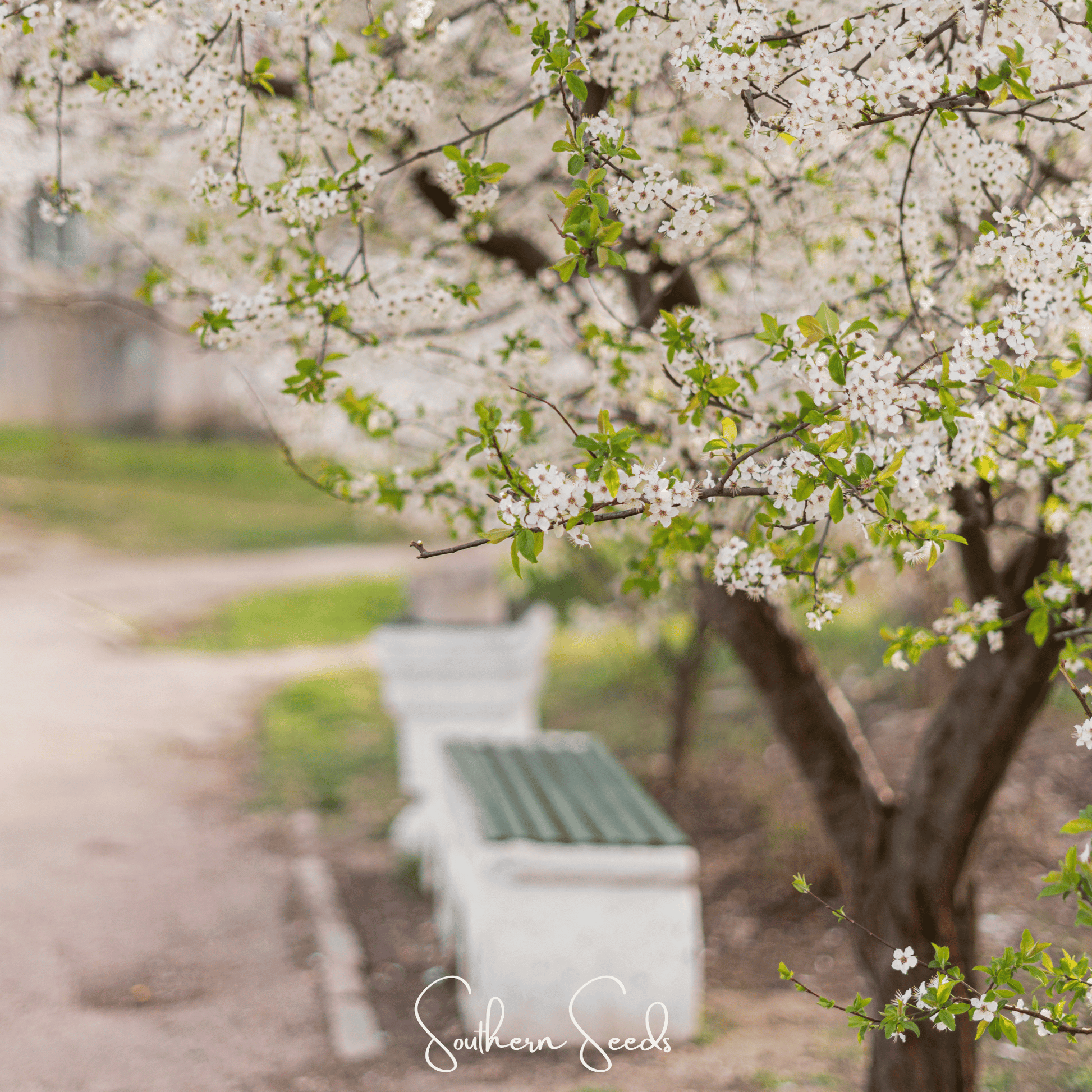 Cherry Plum Tree – 5 Seeds - - Seeds