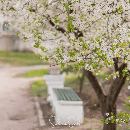 Cherry Plum Tree – 5 Seeds - - Seeds