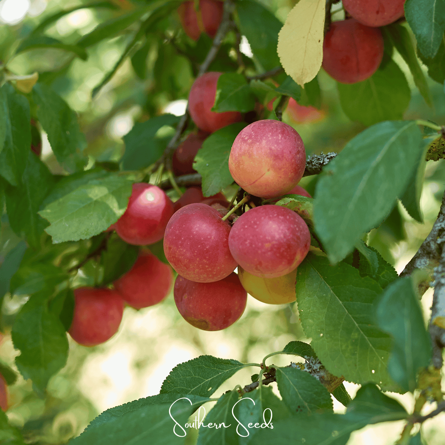 Cherry Plum Tree – 5 Seeds - - Seeds