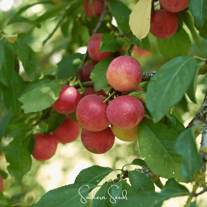 Cherry Plum Tree – 5 Seeds - - Seeds