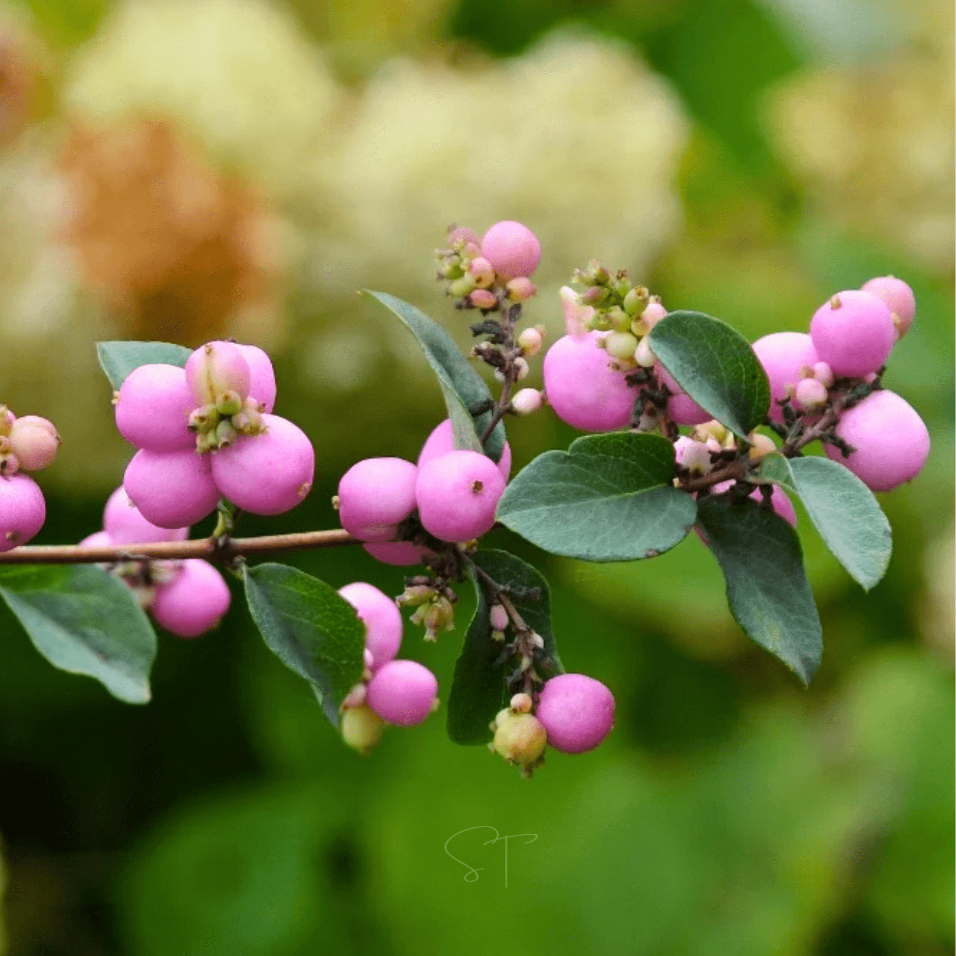 Coralberry – 30 Seeds - - Seeds