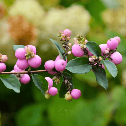 Coralberry – 30 Seeds - - Seeds