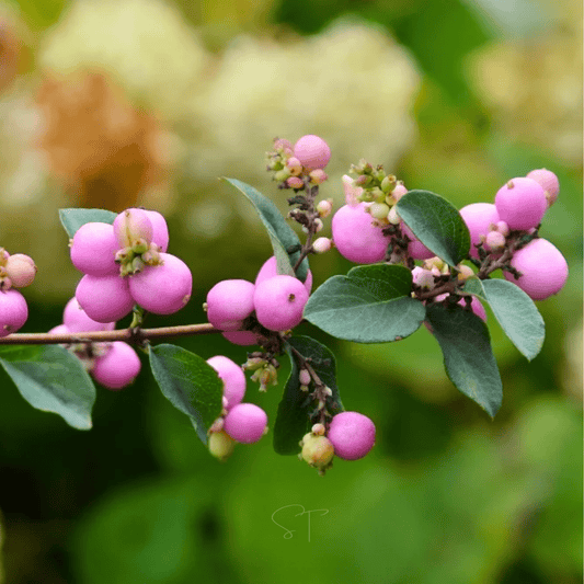 Coralberry – 30 Seeds - - Seeds