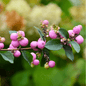 Coralberry – 30 Seeds - - Seeds