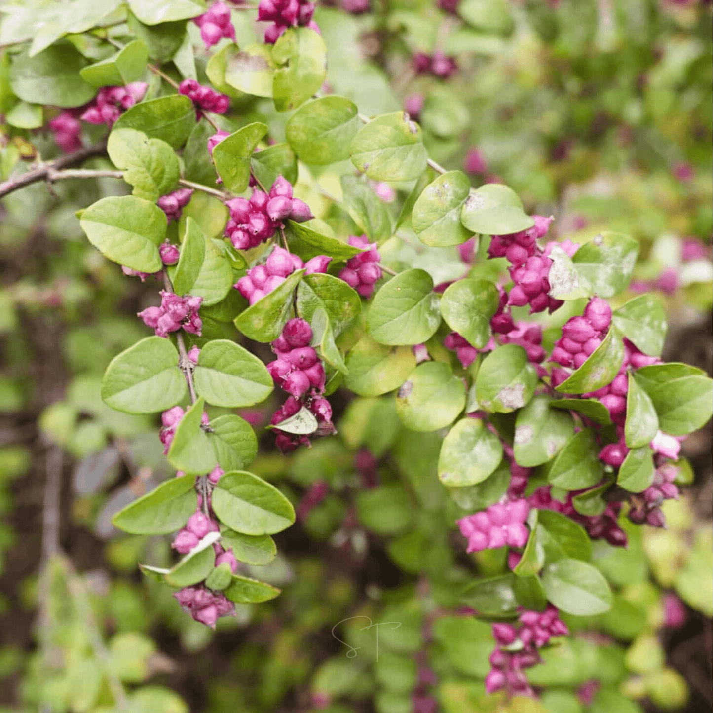 Coralberry – 30 Seeds - - Seeds