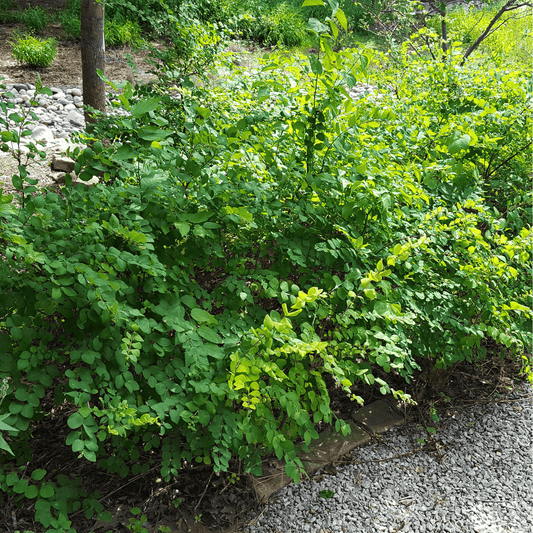 Coralberry – 30 Seeds - - Seeds