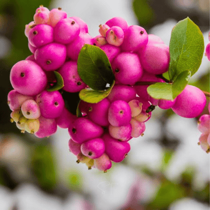 Coralberry – 30 Seeds - - Seeds