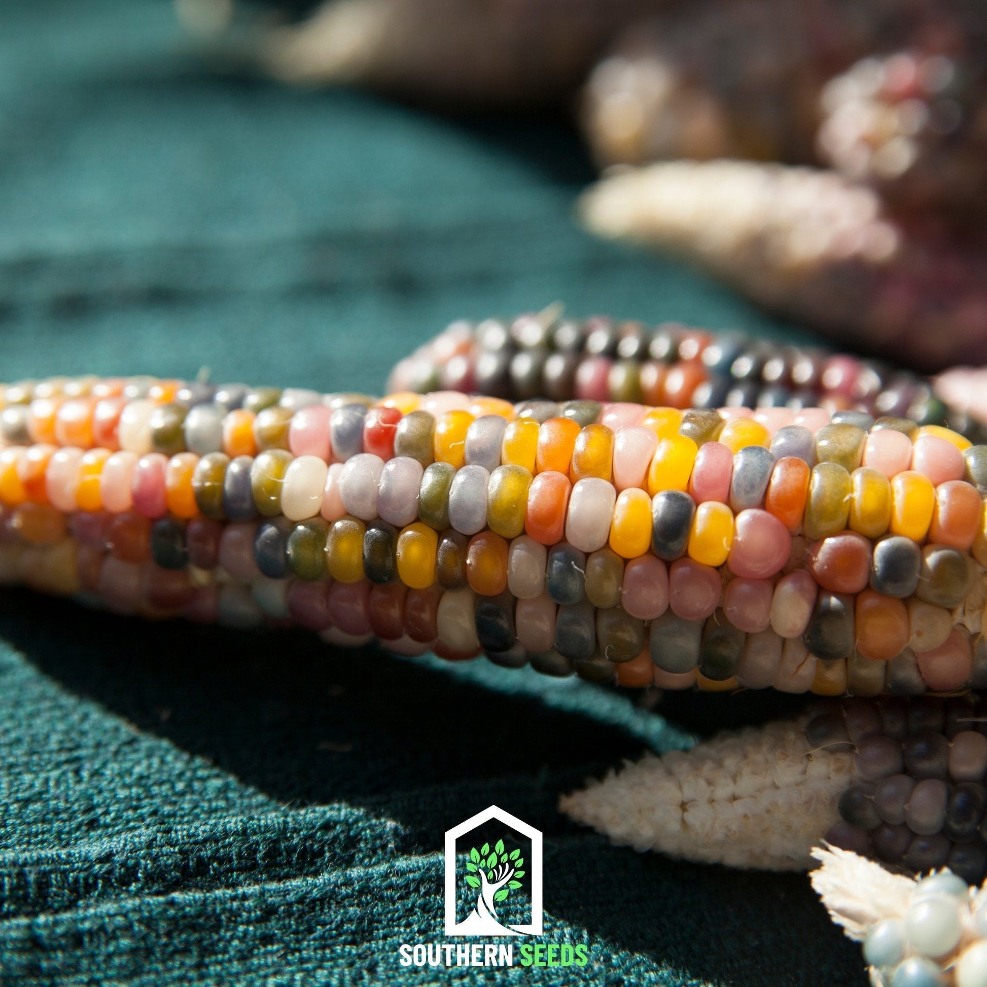 Glass Gems Corn – 30 Seeds - - Seeds