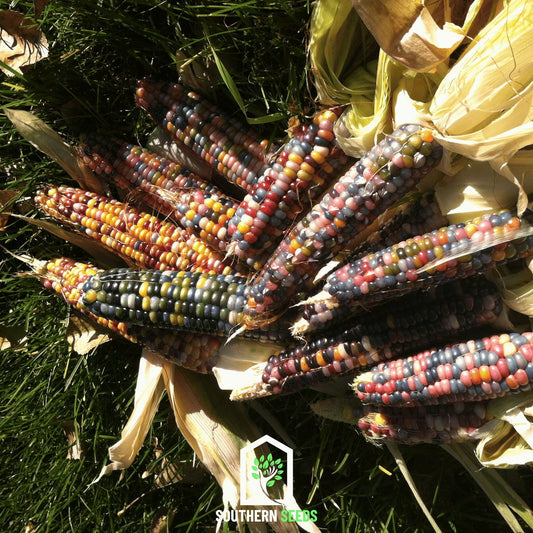 Glass Gems Corn – 30 Seeds - - Seeds