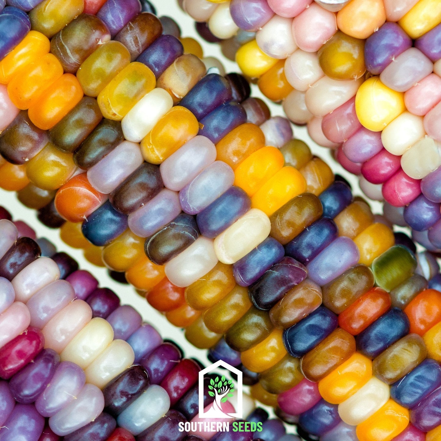 Glass Gems Corn – 30 Seeds - - Seeds