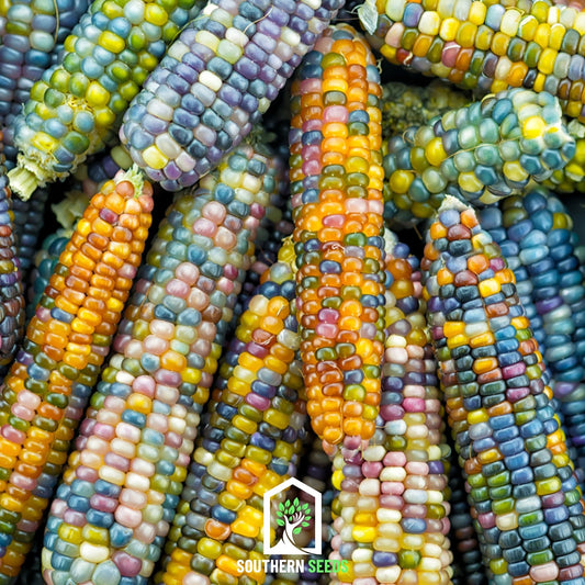 Glass Gems Corn – 30 Seeds - - Seeds