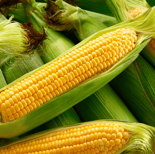 Kandy Korn Corn – 30 Seeds - - Seeds