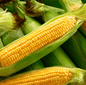 Kandy Korn Corn – 30 Seeds - - Seeds
