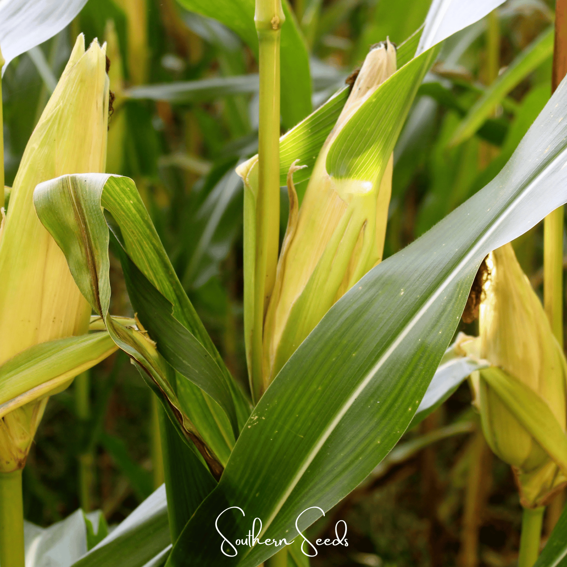 Kandy Korn Corn – 30 Seeds - - Seeds