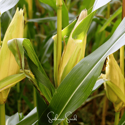 Kandy Korn Corn – 30 Seeds - - Seeds