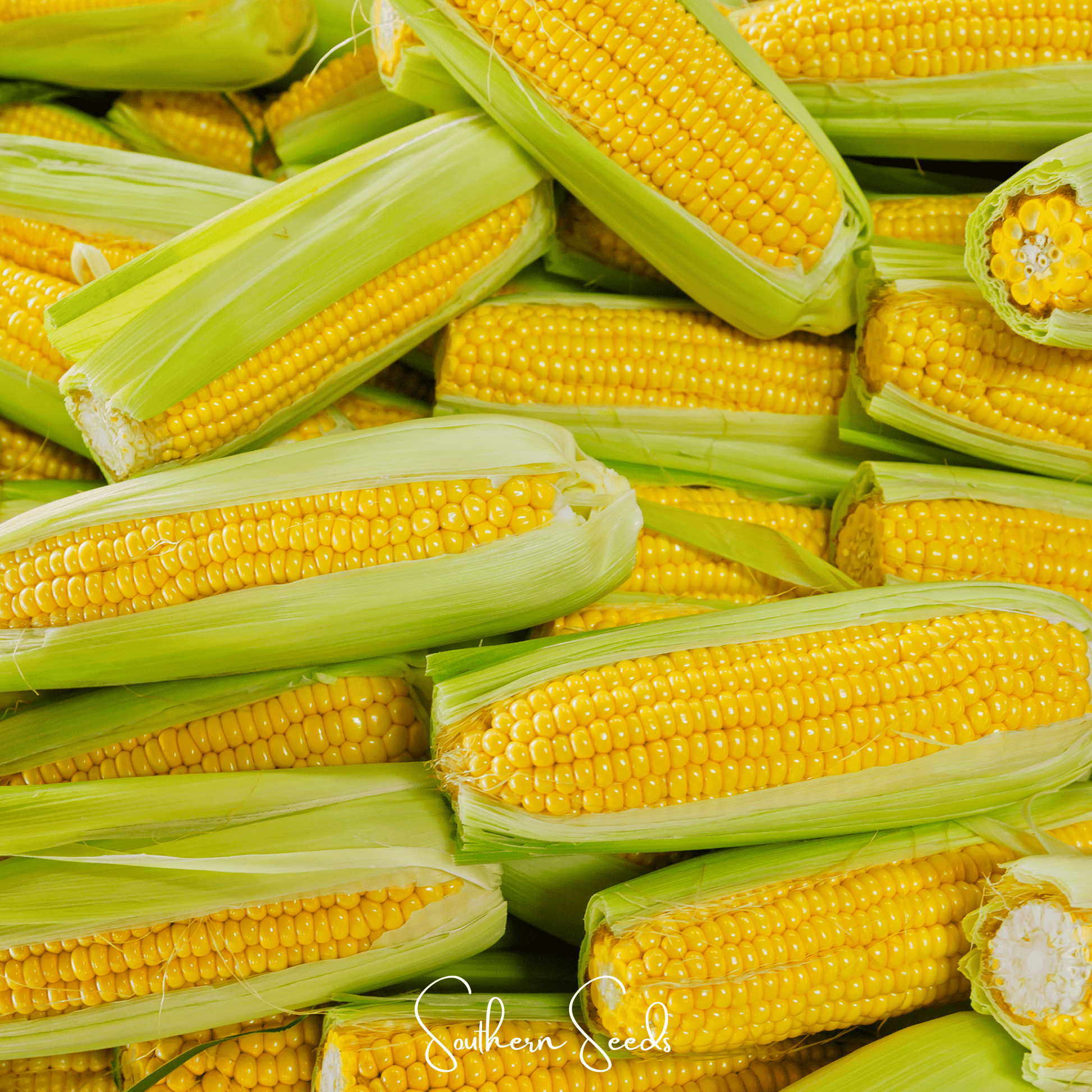 Kandy Korn Corn – 30 Seeds - - Seeds