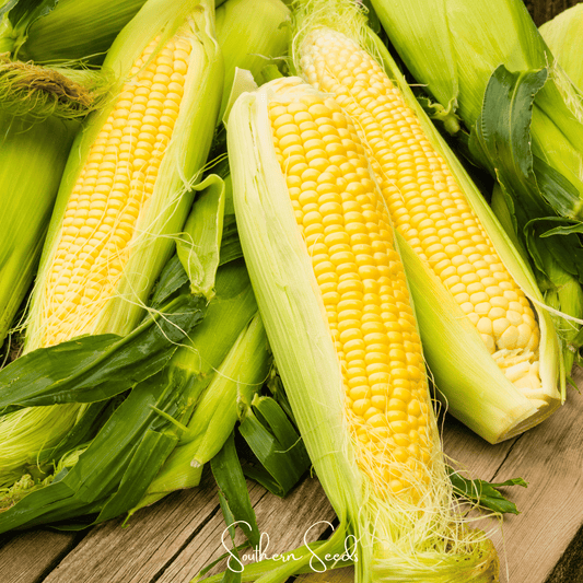 Kandy Korn Corn – 30 Seeds - - Seeds
