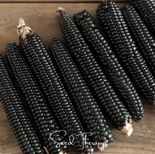 Morado Montana Maize Corn – 25 Seeds - - Seeds