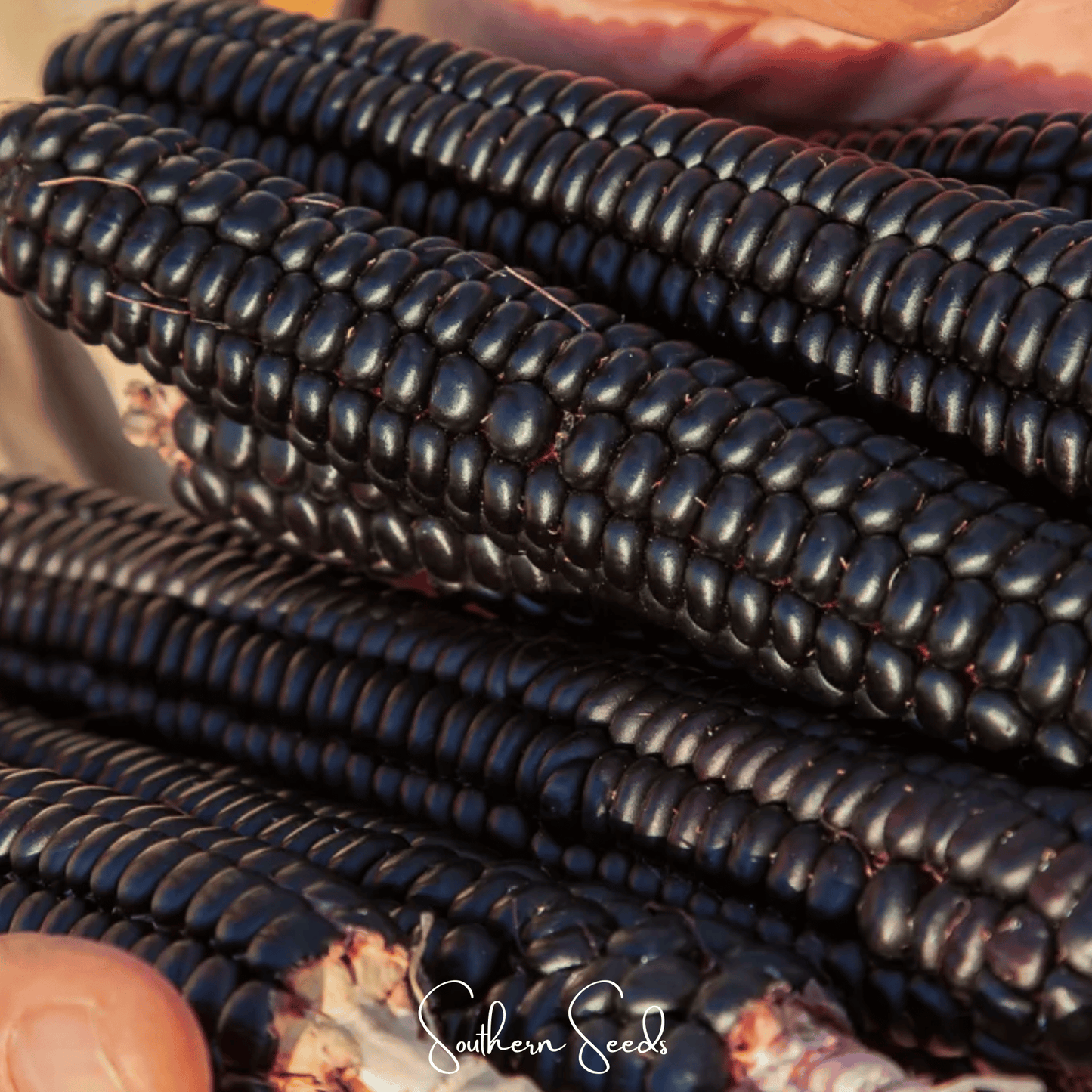 Morado Montana Maize Corn – 25 Seeds - - Seeds
