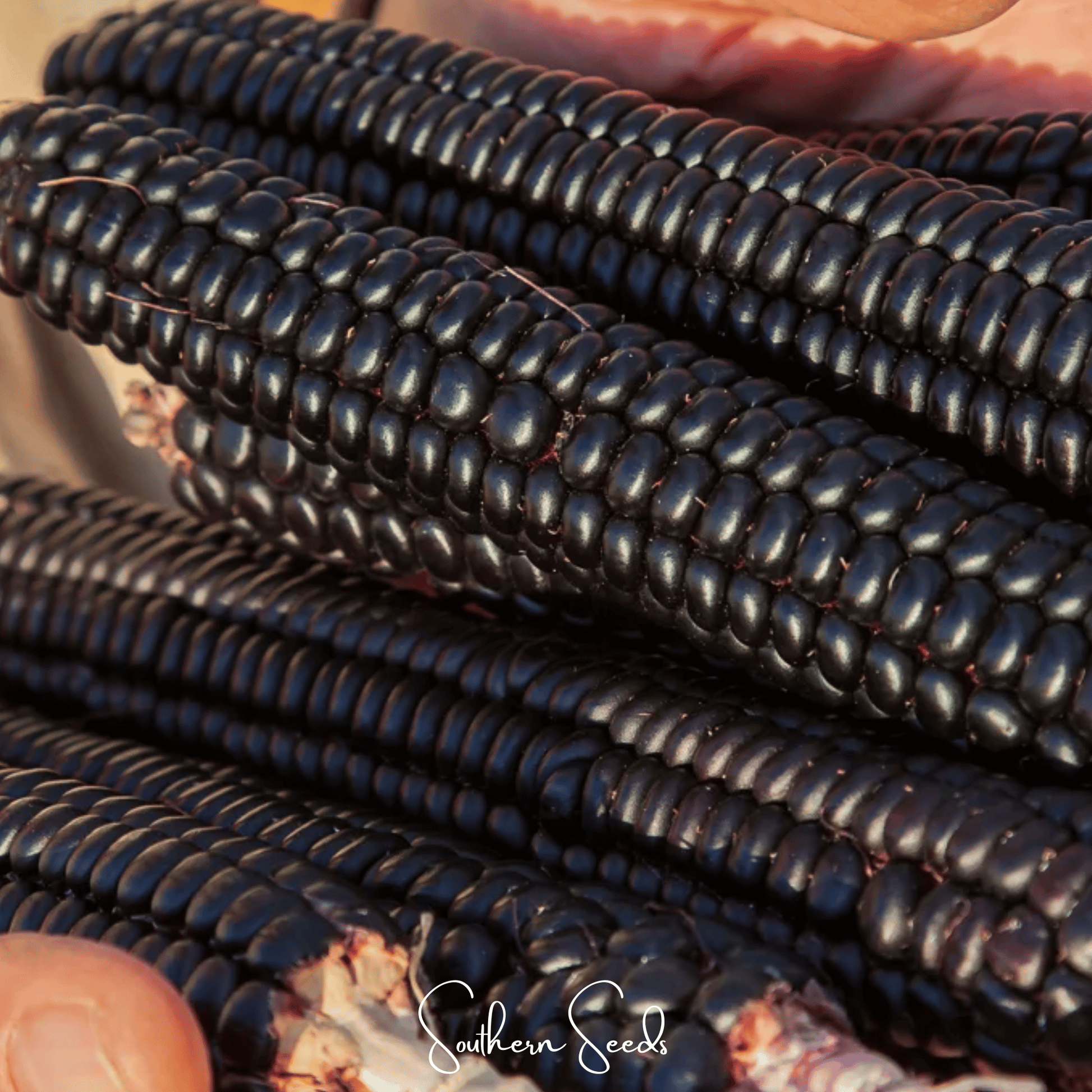 Morado Montana Maize Corn – 25 Seeds - - Seeds