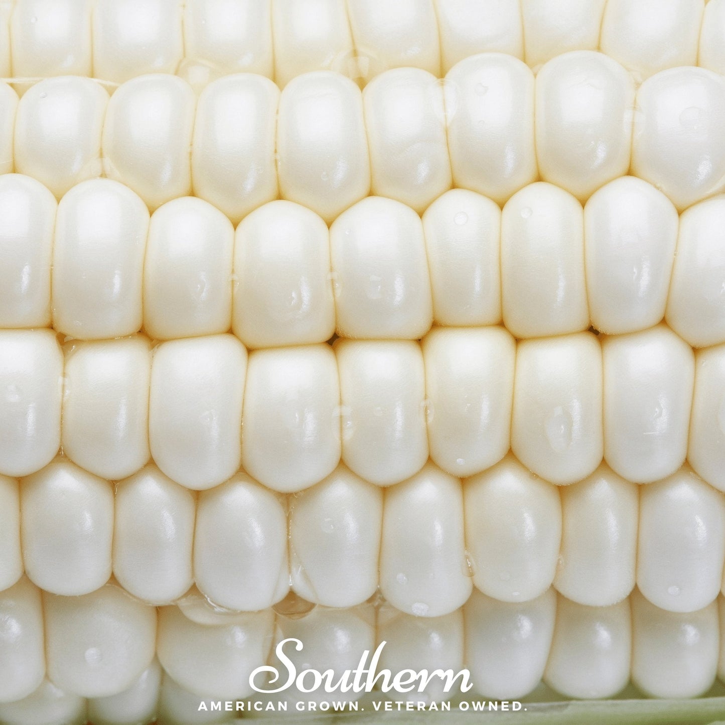 Stowells Evergreen Sweet Corn – 30 Seeds - - Seeds