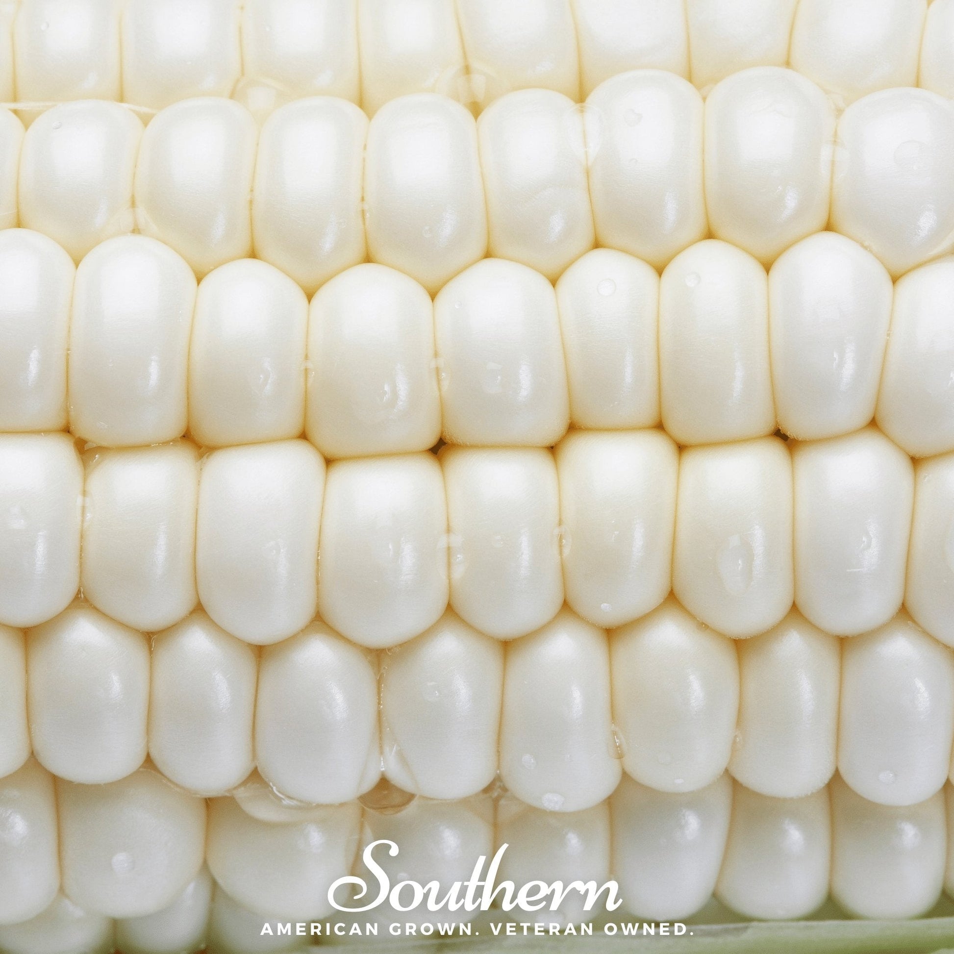 Stowells Evergreen Sweet Corn – 30 Seeds - - Seeds
