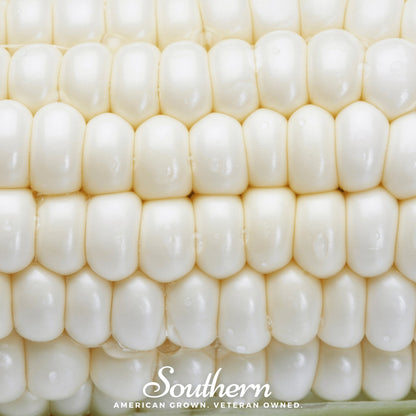 Stowells Evergreen Sweet Corn – 30 Seeds - - Seeds