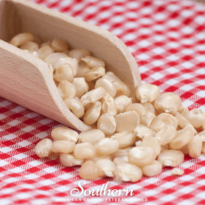 Stowells Evergreen Sweet Corn – 30 Seeds - - Seeds